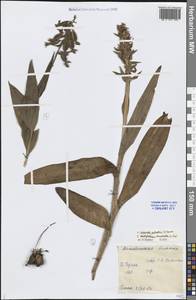 Dactylorhiza incarnata (L.) Soó, Middle Asia, Caspian Ustyurt & Northern Aralia (M8) (Kazakhstan)