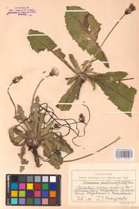 Taraxacum serotinum (Waldst. & Kit.) Poir., Eastern Europe, Moldova (E13a) (Moldova)