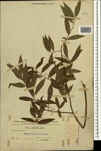 Salix excelsa J.F.Gmel., Caucasus, Azerbaijan (K6) (Azerbaijan)