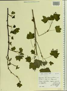 Ribes rubrum L., Eastern Europe, Central region (E4) (Russia)