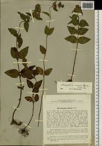 Clinopodium chinense (Benth.) Kuntze, Siberia, Russian Far East (S6) (Russia)