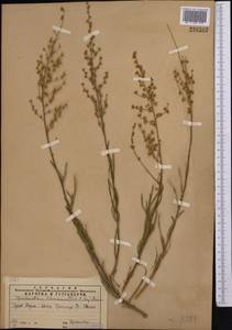 Spiraeanthus schrenckianus (C. A. Mey.) Maxim., Middle Asia, Western Tian Shan & Karatau (M3) (Kazakhstan)