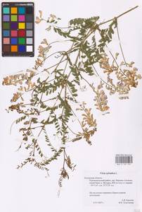 Vicia sylvatica L., Eastern Europe, Central region (E4) (Russia)