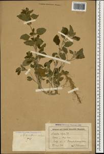 Marrubium vulgare L., Caucasus, Stavropol Krai, Karachay-Cherkessia & Kabardino-Balkaria (K1b) (Russia)
