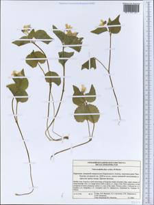 Viola acutifolia (Kar. & Kir.) W. Becker, Middle Asia, Northern & Central Tian Shan (M4) (Kyrgyzstan)