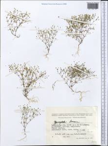 Arenaria, Middle Asia, Western Tian Shan & Karatau (M3) (Kazakhstan)