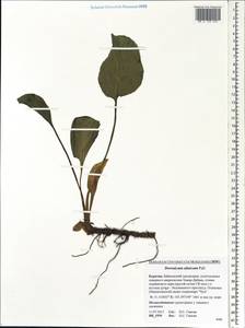 Doronicum altaicum Pall., Siberia, Baikal & Transbaikal region (S4) (Russia)