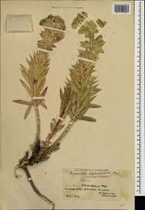 Euphorbia rigida M.Bieb., Crimea (KRYM) (Russia)