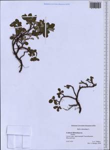 Salix reticulata L., Western Europe (EUR) (Svalbard and Jan Mayen)