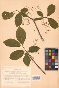 Euonymus macropterus Rupr., Siberia, Russian Far East (S6) (Russia)