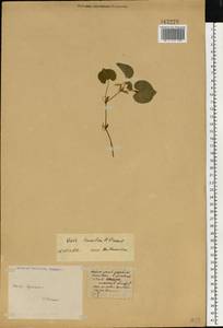 Viola tanaitica Grosset, Eastern Europe, Central region (E4) (Russia)