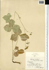 Halosciastrum melanotilingia (H. Boissieu) Pimenov & V. N. Tikhom., Siberia, Russian Far East (S6) (Russia)