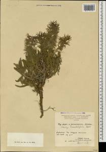 Stachys lavandulifolia Vahl, Caucasus, Armenia (K5) (Armenia)