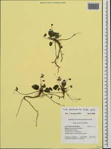 Viola alba subsp. dehnhardtii (Ten.) W. Becker, Crimea (KRYM) (Russia)