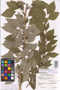Populus ×berolinensis K. Koch, Eastern Europe, Central region (E4) (Russia)