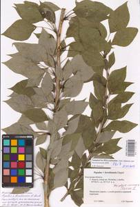 Populus × berolinensis K. Koch, Eastern Europe, Central region (E4) (Russia)