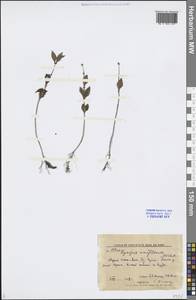 Lycopus uniflorus Michx., Siberia, Russian Far East (S6) (Russia)