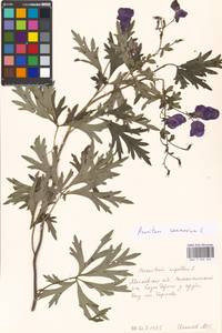 Aconitum variegatum subsp. variegatum, Eastern Europe, Moscow region (E4a) (Russia)