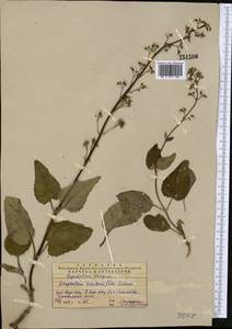 Scrophularia heucheriiflora Schrenk ex Fisch. & C. A. Mey., Middle Asia, Western Tian Shan & Karatau (M3) (Kazakhstan)