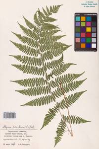 Athyrium filix-femina (L.) Roth, Eastern Europe (no precise locality) (E0)