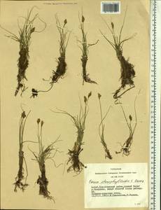 Carex stenophylla subsp. stenophylloides (V.I.Krecz.) T.V.Egorova, Siberia, Altai & Sayany Mountains (S2) (Russia)