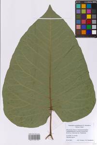 Reynoutria sachalinensis (F.Schmidt) Nakai, Eastern Europe, Moscow region (E4a) (Russia)