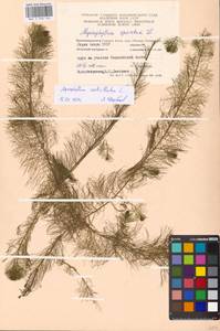 Myriophyllum verticillatum L., Eastern Europe, Moscow region (E4a) (Russia)