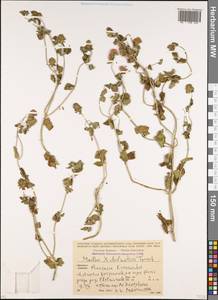 Mentha × dalmatica Tausch, Caucasus, Krasnodar Krai & Adygea (K1a) (Russia)