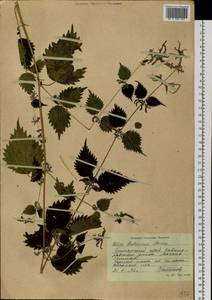 Urtica thunbergiana subsp. thunbergiana, Siberia, Russian Far East (S6) (Russia)