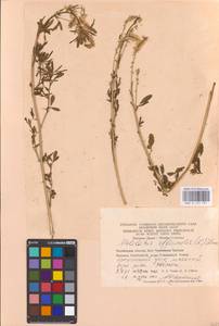 Melilotus officinalis (L.) Lam., Eastern Europe, Eastern region (E10) (Russia)