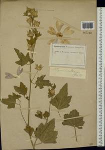 Malva thuringiaca subsp. thuringiaca, Eastern Europe, Central forest-and-steppe region (E6) (Russia)