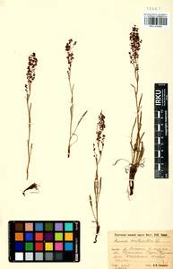 Rumex acetosella L., Siberia, Baikal & Transbaikal region (S4) (Russia)