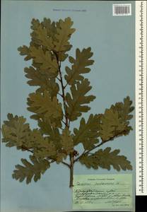 Quercus pubescens Willd., Caucasus, Black Sea Shore (from Novorossiysk to Adler) (K3) (Russia)