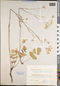 Pimpinella saxifraga L., Eastern Europe, North Ukrainian region (E11) (Ukraine)