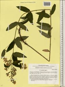 Lysimachia vulgaris L., Eastern Europe, North Ukrainian region (E11) (Ukraine)