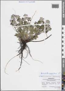 Potentilla argentea L., Eastern Europe, Middle Volga region (E8) (Russia)