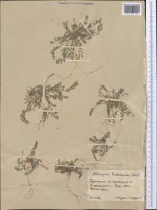 Astragalus tribuloides Delile, Middle Asia, Karakum (M6) (Turkmenistan)