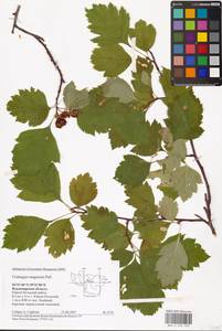 Crataegus sanguinea Pall., Eastern Europe, Central region (E4) (Russia)