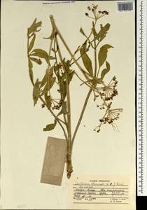 Levisticum officinale Koch, South Asia, South Asia (Asia outside ex-Soviet states and Mongolia) (ASIA) (Afghanistan)
