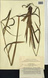 Carex pendula Huds., Western Europe (EUR) (Slovakia)