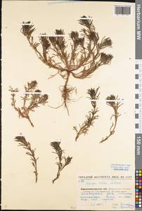 Ajuga chamaepitys subsp. chia (Schreb.) Arcang., Eastern Europe, North Ukrainian region (E11) (Ukraine)