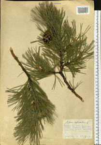 Pinus sylvestris L., Siberia, Russian Far East (S6) (Russia)