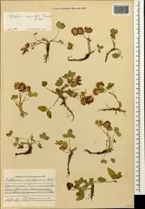 Trifolium ambiguum M.Bieb., Caucasus, Armenia (K5) (Armenia)