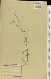 Galium uliginosum L., Eastern Europe, Central forest region (E5) (Russia)