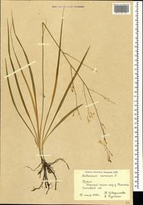 Anthericum ramosum L., Crimea (KRYM) (Russia)