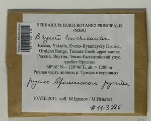 Ptychostomum lonchocaulon (Müll. Hal.) J.R. Spence, Bryophytes, Bryophytes - Yakutia (B19) (Russia)