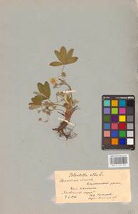 Potentilla alba L., Eastern Europe, Belarus (E3a) (Belarus)
