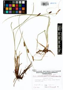 Carex rugulosa Kük., Siberia, Baikal & Transbaikal region (S4) (Russia)