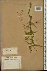 Lactuca saligna L., Eastern Europe, Lower Volga region (E9) (Russia)