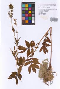 Filipendula ulmaria (L.) Maxim., Eastern Europe, Central region (E4) (Russia)